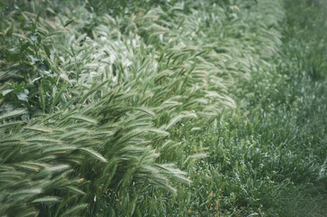 Summer grass background, summer grass field, bright green grass on the summer lawn lit by shining sunbeams. Summer.