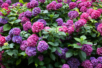 Colorful blooming Hydrangea bush. Close up shot, no people