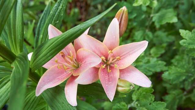 Photo of pink lily with raindrops on petals image for background, social media banner
