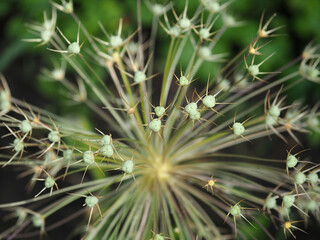 Allium flower after flowering, close-up
