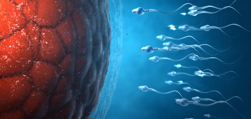 Many sperm cells, slightly transparent, scientifically correct moving forward towards egg cell on blue background - 3d illustration