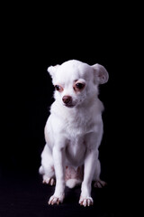 Chihuahua withe posing and looking at camera, black background, copy space.