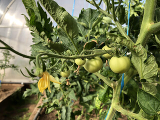 Unripe tomatoes in the greenhouse, green tomatoes. Growing, planting and caring for tomatoes