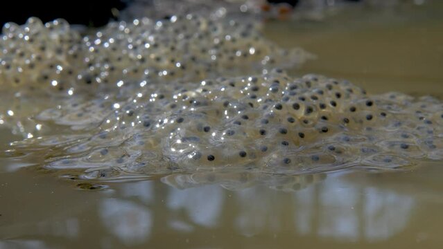 Frog Spawn In A Spring Forest Pond