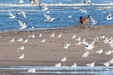 Dog chasing gulls at the beach in The Netherlands.