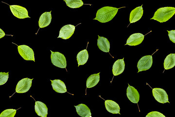 Muster aus Grünen Blätter auf dunkelm hHntergrund