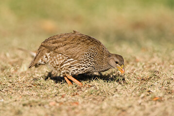 Natal Francolin, Francolinus natalensis