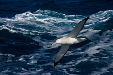 Fototapeten Snowy (wandernder) Albatros, Diomedea (wanderndes) Exil © Marc
