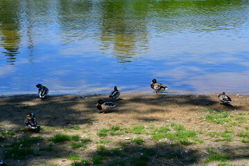 A close up on several colorful ducks looking for foor next to the coast of a shallow yet vast river or lake surrounded with some shrubs, herbs and other types of flora seen in summer during a hike