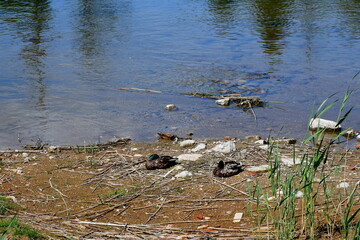 A close up on several colorful ducks looking for foor next to the coast of a shallow yet vast river or lake surrounded with some shrubs, herbs and other types of flora seen in summer during a hike
