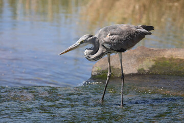 Afrikanischer Graureiher / Grey Heron / Ardea cinerea.