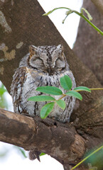 African Scops-Owl, Otus senegalensis