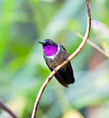 Amethyst-throated Sunangel, Heliangelus amethysticollis