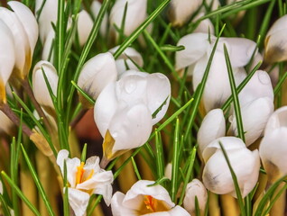 Snow-white delicate flowers-primroses crocuses in dew drops