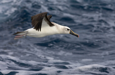 Atlantic Yellow-nosed Albatross, Thalassarche chlororhynchos