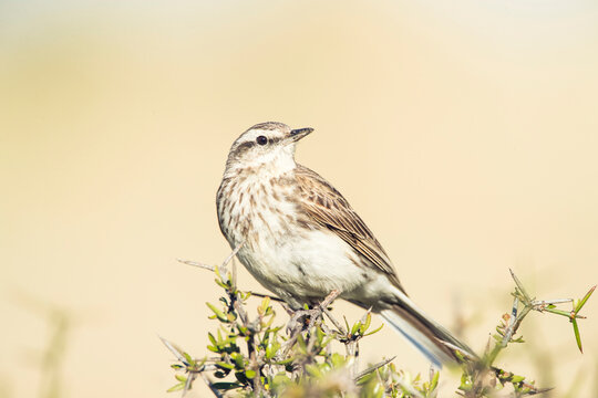 New Zealand Pipit, Anthus Novaeseelandiae