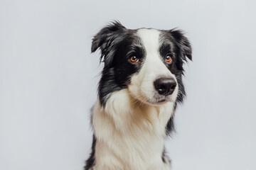 Cute puppy dog border collie with funny face isolated on white background. Cute pet dog. Pet animal life concept