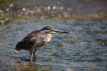 Mangrovenreiher / Greenbacked Heron / Butorides striatus