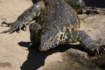 Nilwaran / Nile Monitor / Varanus niloticus
