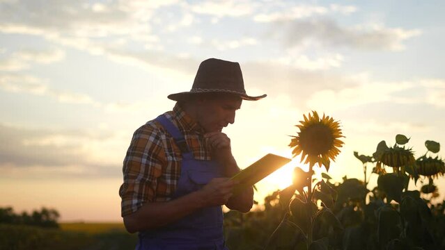 agriculture. farmer silhouette in hat works on a tablet in a field of yellow sunflower. business agriculture concept. farmer man examines the harvest eco in the field with flowers of sunflower
