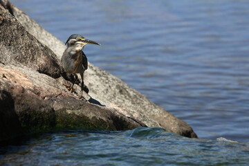 Mangrovenreiher / Greenbacked Heron / Butorides striatus