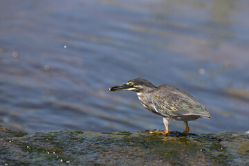 Mangrovenreiher / Greenbacked Heron / Butorides striatus