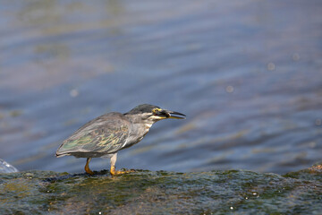 Mangrovenreiher / Greenbacked Heron / Butorides striatus
