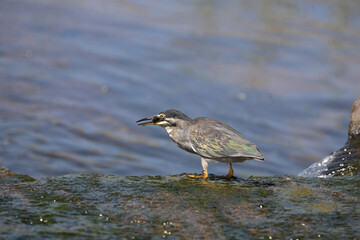 Mangrovenreiher / Greenbacked Heron / Butorides striatus