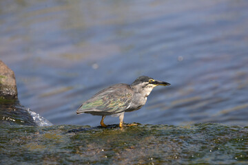 Mangrovenreiher / Greenbacked Heron / Butorides striatus