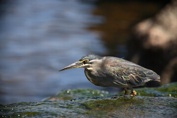 Mangrovenreiher / Greenbacked Heron / Butorides striatus