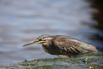 Mangrovenreiher / Greenbacked Heron / Butorides striatus