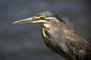 Mangrovenreiher / Greenbacked Heron / Butorides striatus