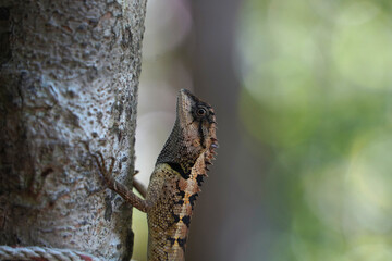 Fototapeta premium Reptil im Dschungel