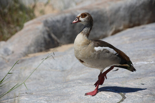 Nilgans / Egyptian Goose / Alopochen aegyptiacus..