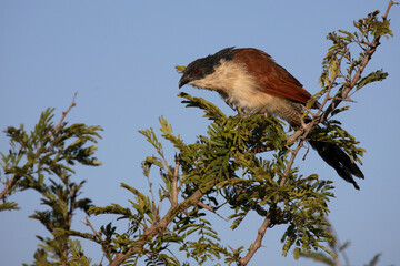 Tiputip / Burchell's Coucal / Centropus superciliosus.