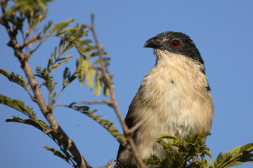 Tiputip / Burchell's Coucal / Centropus superciliosus.