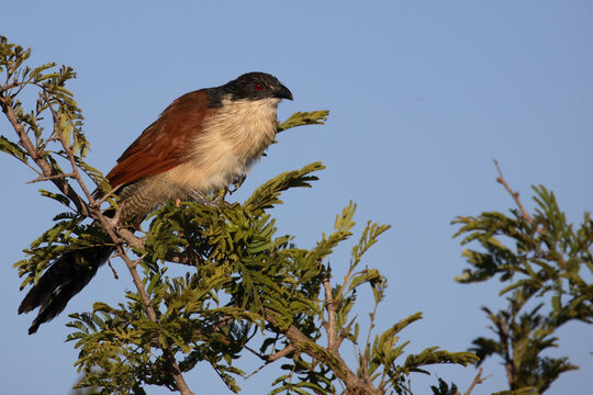Tiputip / Burchell's Coucal / Centropus superciliosus.