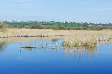 Reeds and landscape, Westhay National Nature Reserve, Somerset