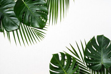 Tropical palm leaves and swiss cheese plant isolated on white background.