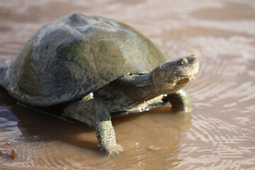 Gezähnelte Pelomeduse - Gezackte Pelomedusenschildkröte / Serrated side-neck turtles - Serrated hinged terrapin / Pelusios sinuatus.