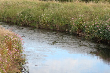 A beautiful landscape shot at a nature reserve, this photo has been taken on a summer evening. This reserve is home to lots of wildlife and animals.