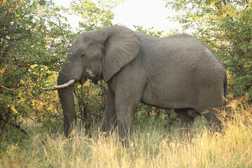 Afrikanischer Elefant / African elephant / Loxodonta africana