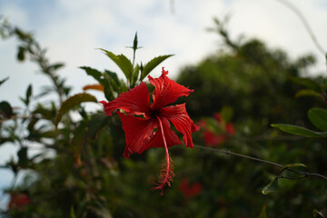 Rote tropische Blume