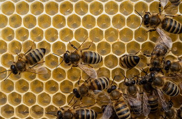 Eggs in honeycombs.
Queen bee laid eggs in honeycombs