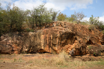 Obraz premium Afrikanischer Busch / African Bush /