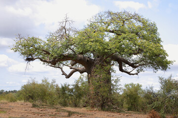 Affenbrotbaum / Baobab / Adansonia Digitata