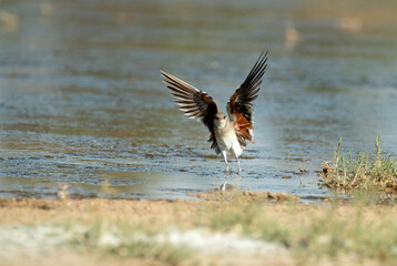 Adult collared pratincole flying in a wetland in central Spain in the last light of the afternoon
