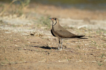 Collared pratincole in a lagoon in central Spain with the last lights of the afternoon of a hot summer day