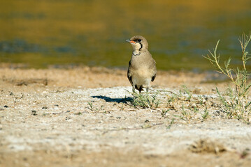Collared pratincole in a lagoon in central Spain with the last lights of the afternoon of a hot summer day