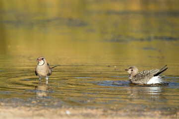 Collared pratincole in a lagoon in central Spain with the last lights of the afternoon of a hot summer day
